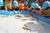 ヤマメ放流事業